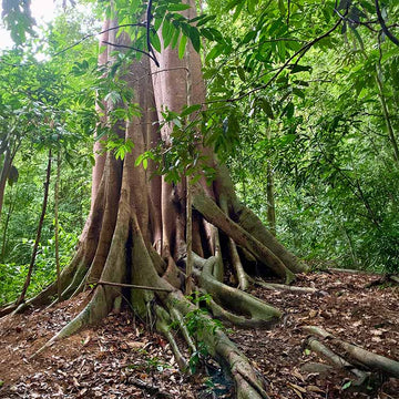Rooted in nature. Crafted with care.